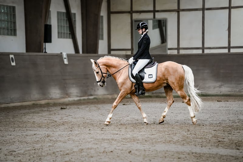Weitere Ponys/Kleinpferde, Wallach in Heidenheim an der Brenz