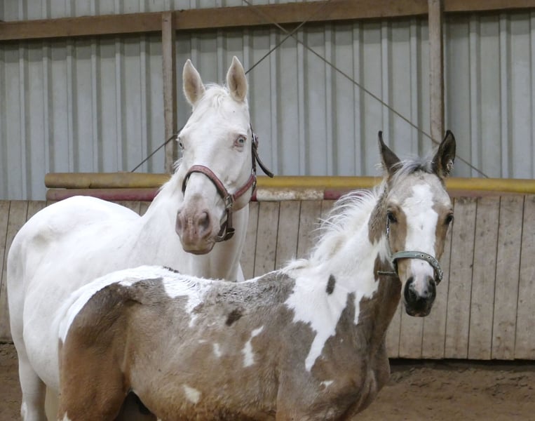 Weitere Warmblüter, Hengst in Borgentreich