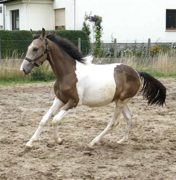 Weitere Warmblüter, Hengst in Borgentreich