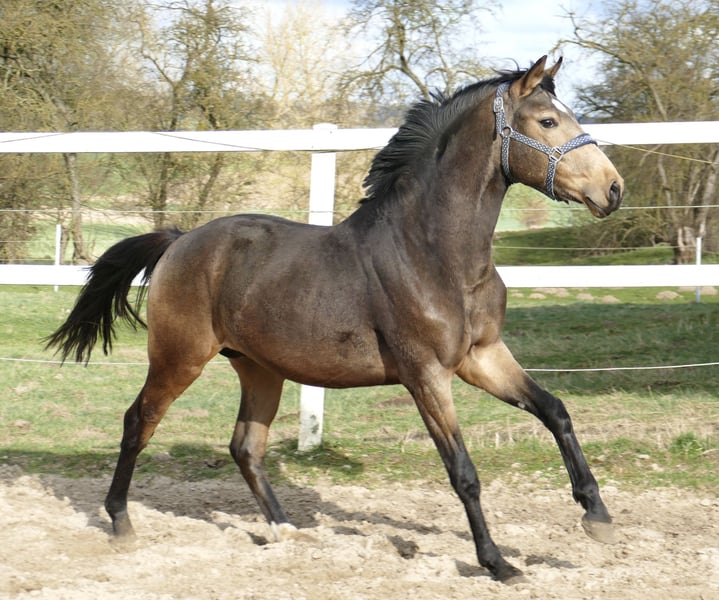 Weitere Warmblüter, Hengst in Borgentreich
