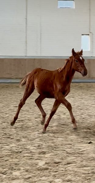 Weitere Warmblüter, Hengst in Warendorf