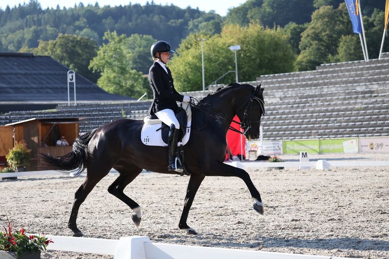 Weitere Warmblüter, Stute in Heiligenberg