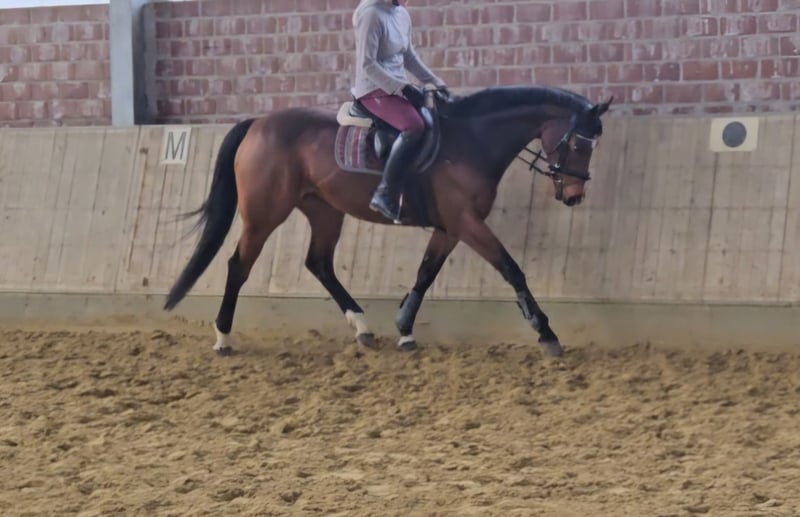 Weitere Warmblüter, Stute in Wachtendonk