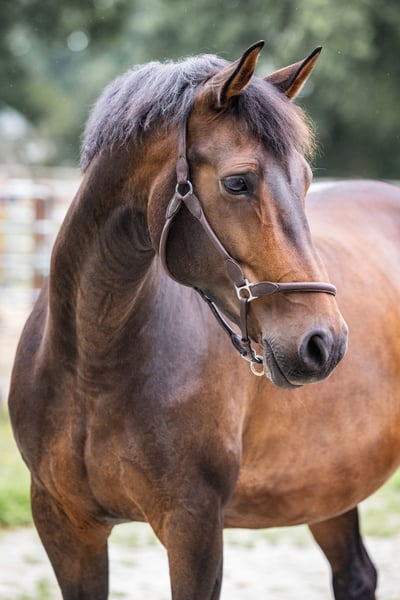 Weitere Warmblüter, Stute in Westoverledingen