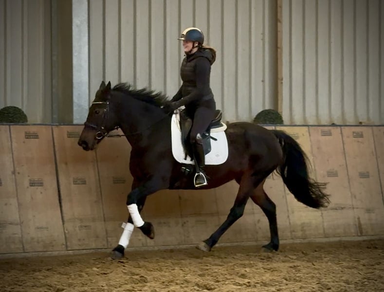 Weitere Warmblüter, Stute in Neustadt (Wied)