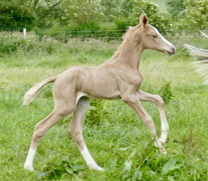 Weitere Warmblüter, Stute in Borgentreich