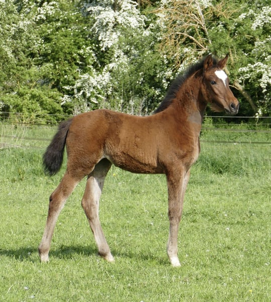 Weitere Warmblüter, Stute in Borgentreich