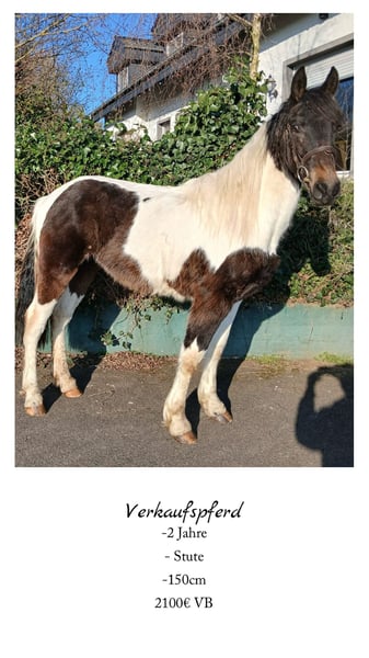 Weitere Warmblüter, Stute in Nettersheim