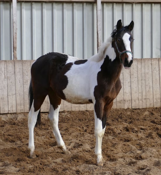 Weitere Warmblüter, Stute in Borgentreich