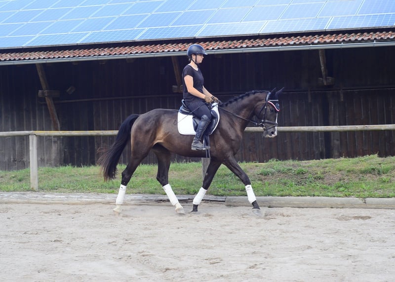 Weitere Warmblüter, Stute in Wellheim