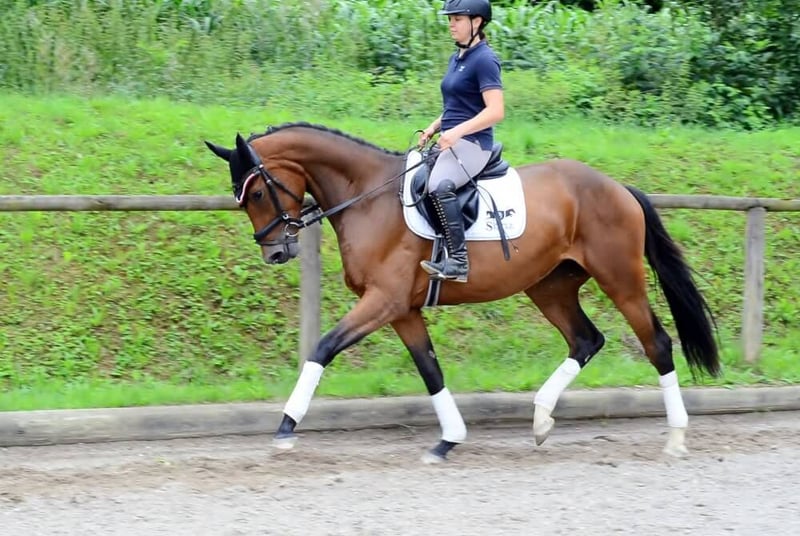 Weitere Warmblüter, Stute in Wellheim