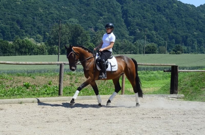 Weitere Warmblüter, Stute in Wellheim