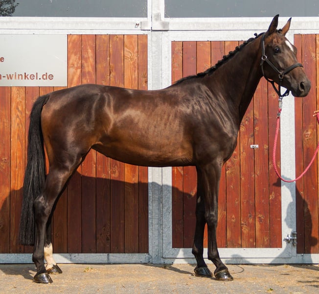 Weitere Warmblüter, Stute in Dorsten