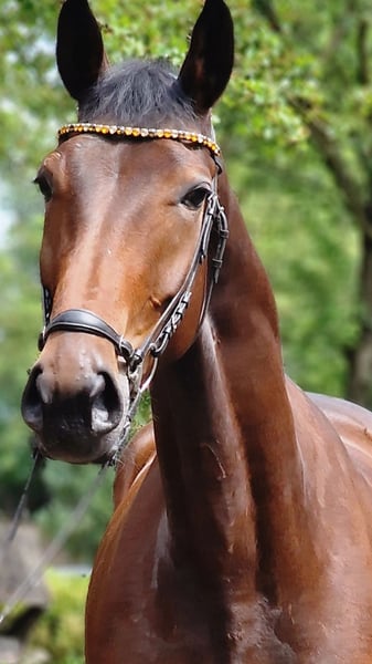 Weitere Warmblüter, Stute in Warendorf