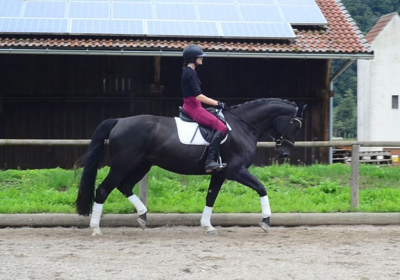 Weitere Warmblüter, Stute in Wellheim