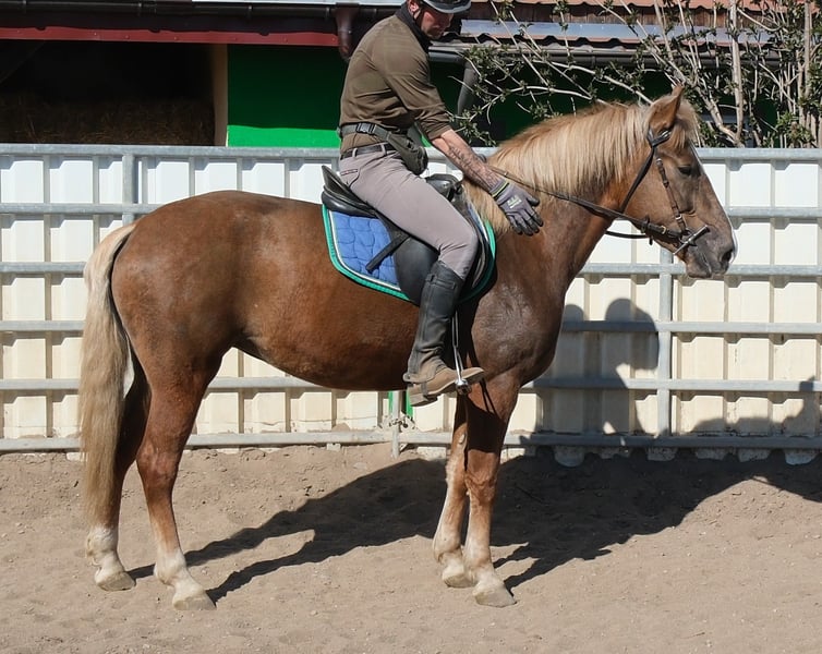 Weitere Warmblüter, Stute in Buttstädt