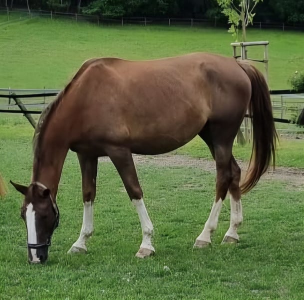Weitere Warmblüter, Stute in Dornburg