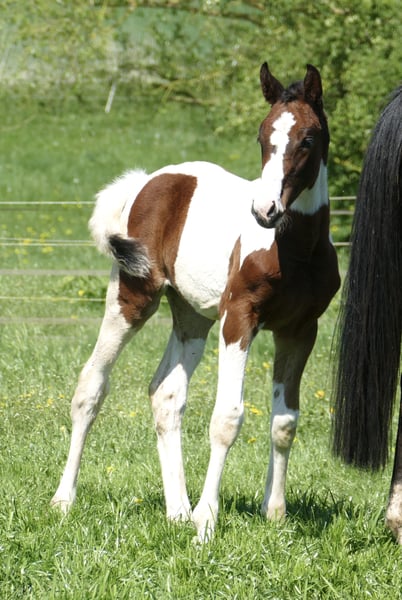 Weitere Warmblüter, Stute in Borgentreich