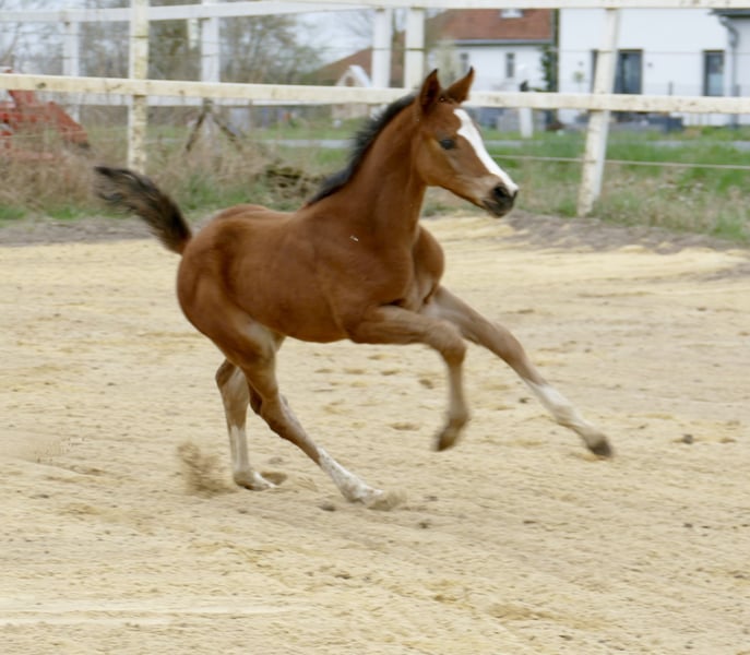 Weitere Warmblüter, Stute in Borgentreich