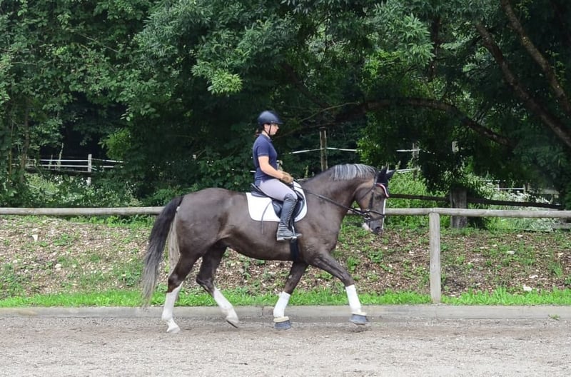 Weitere Warmblüter, Wallach in Wellheim