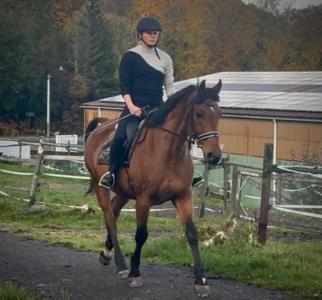 Weitere Warmblüter, Wallach in Neustadt (Wied)