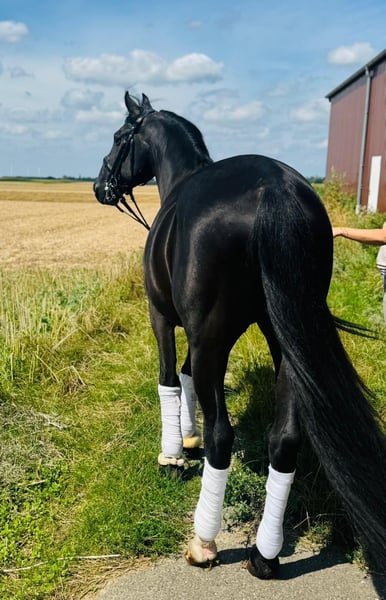 Weitere Warmblüter, Wallach in Geilenkirchen