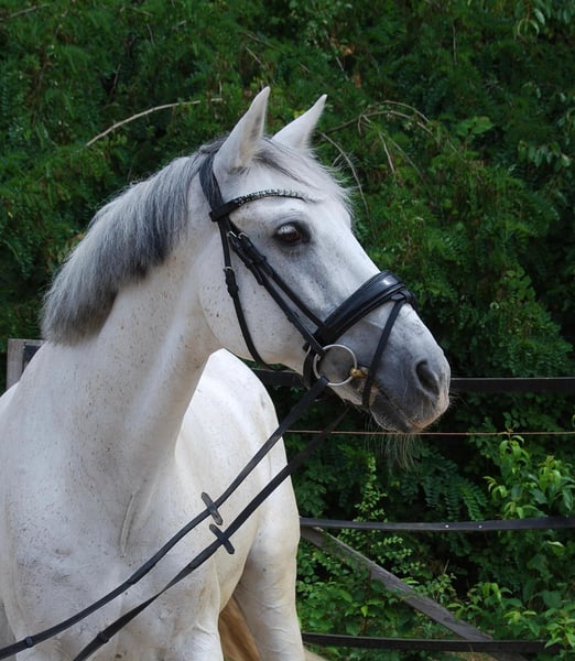 Weitere Warmblüter, Wallach in Warendorf