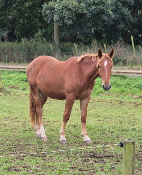 Weitere Warmblüter, Wallach in Niederzier