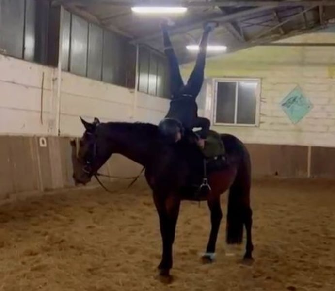 Weitere Warmblüter, Wallach in Braunschweig