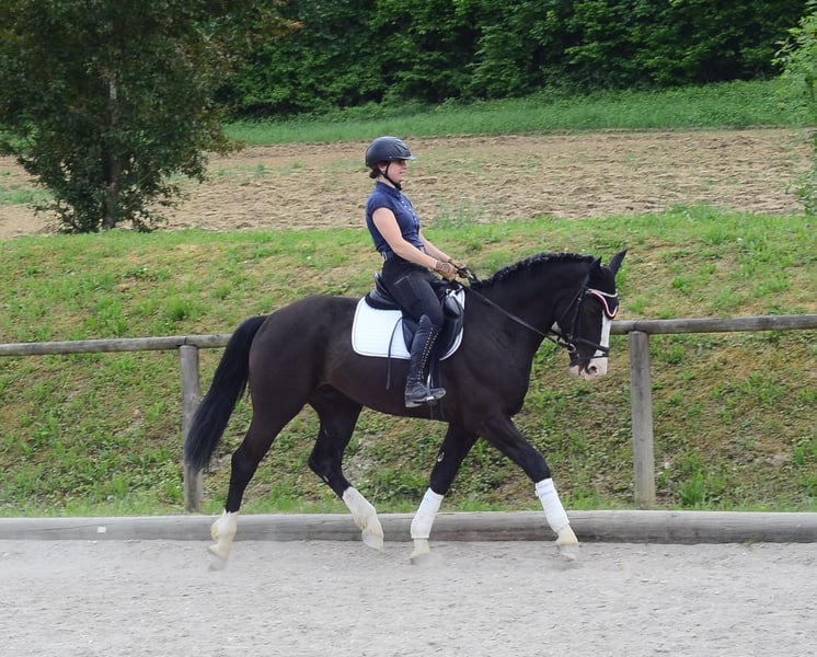 Weitere Warmblüter, Wallach in Wellheim