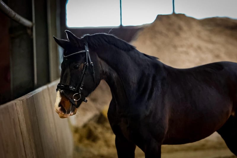 Weitere Warmblüter, Wallach in Wachtendonk