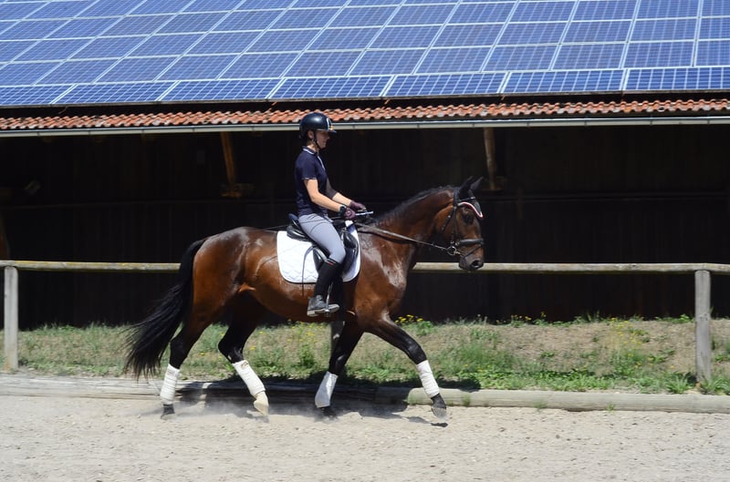 Weitere Warmblüter, Wallach in Wellheim