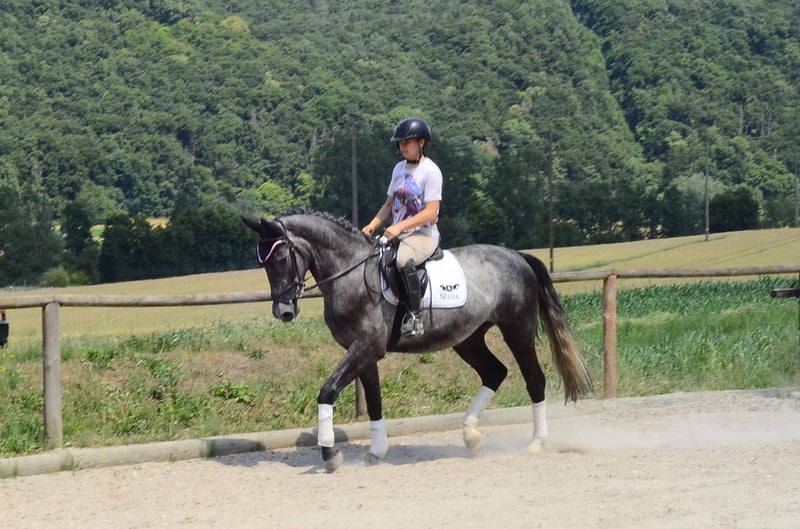 Weitere Warmblüter, Wallach in Wellheim