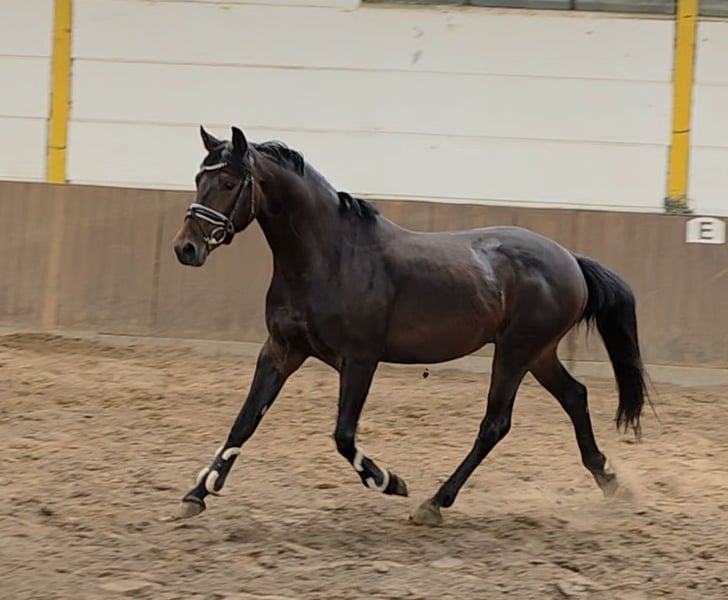 Weitere Warmblüter, Wallach in Braunschweig