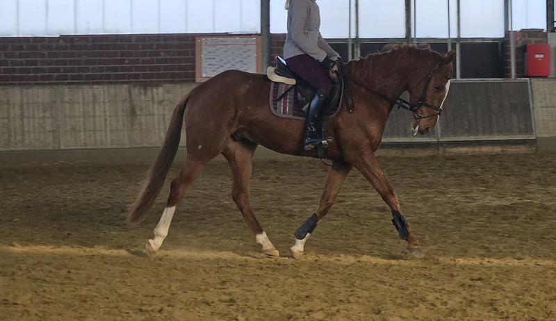 Weitere Warmblüter, Wallach in Wachtendonk