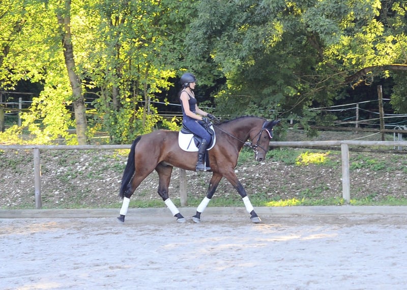 Weitere Warmblüter, Wallach in Wellheim