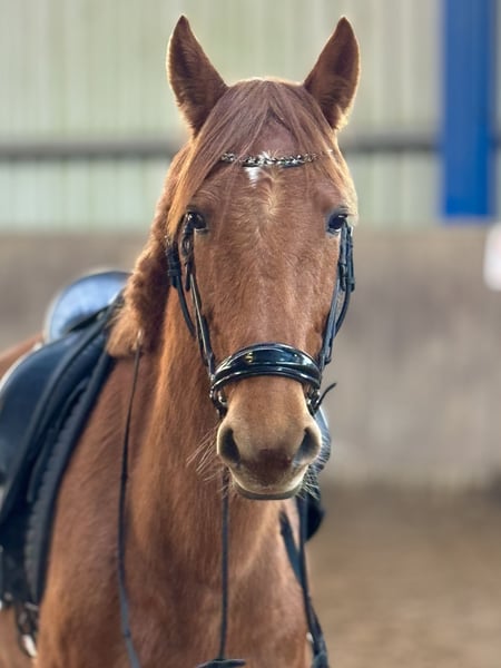Weitere Warmblüter, Wallach in Bexbach