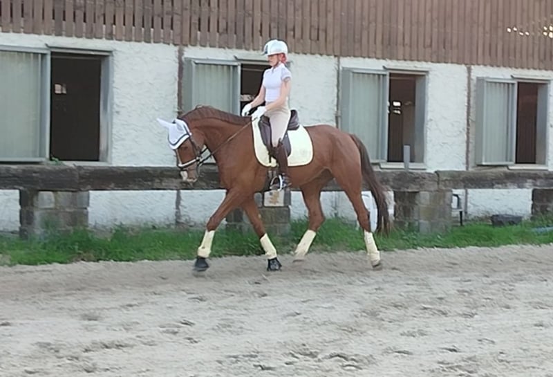 Weitere Warmblüter, Wallach in Essen