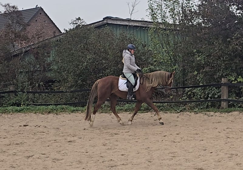 Weitere Warmblüter, Wallach in Mülheim an der Ruhr