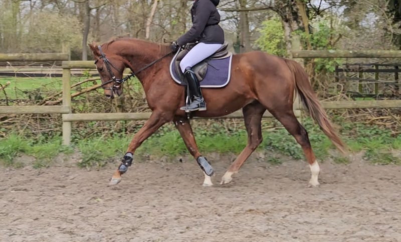 Weitere Warmblüter, Wallach in Wachtendonk
