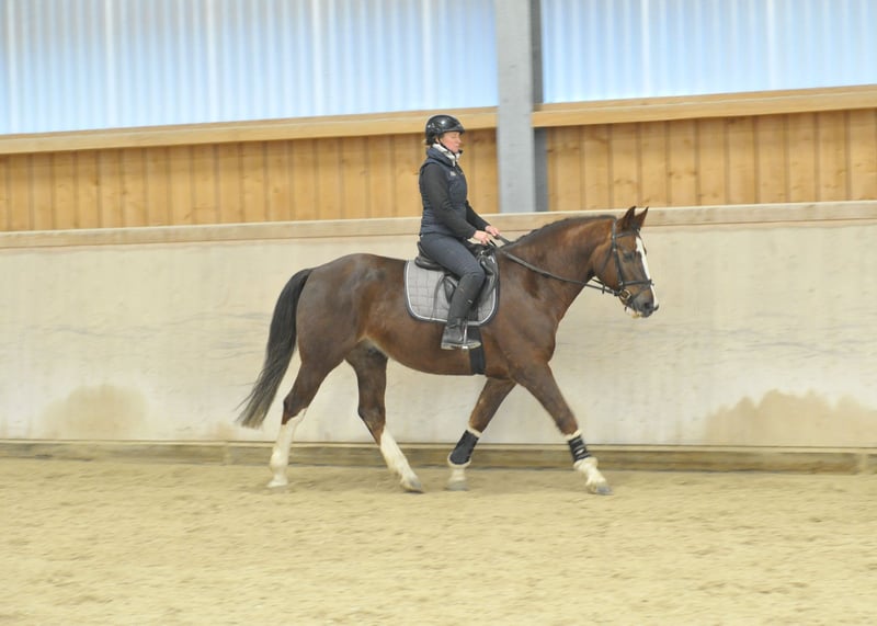 Weitere Warmblüter, Wallach in Wellheim