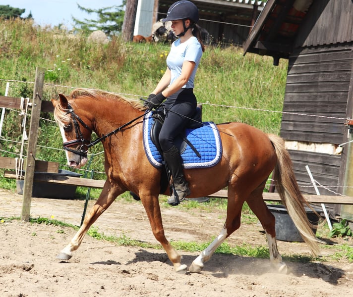 Welsh-A, Stute in uelsen