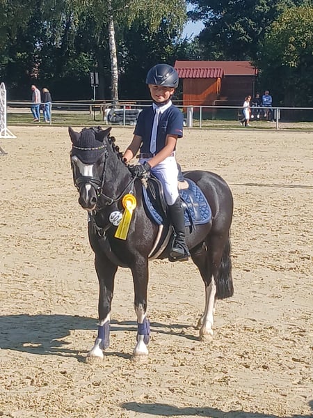 Traumpony! Welsh A, Springpony