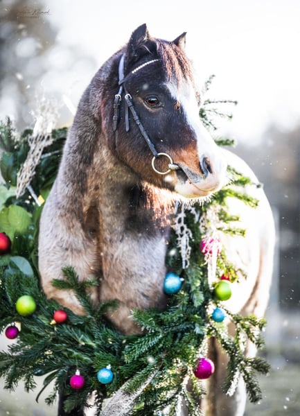 Welsh-A, Wallach in Stuhr