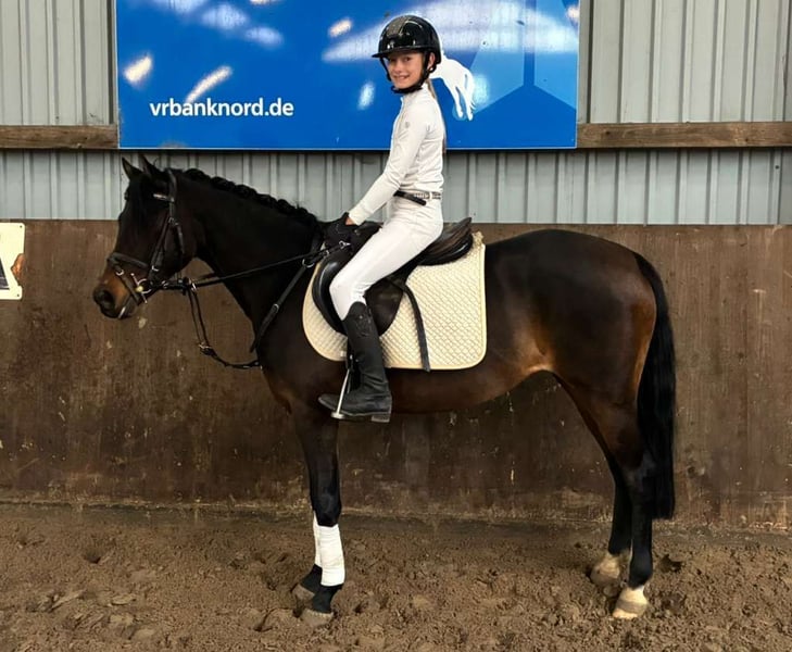 Welsh-B, Stute in Süderlügum