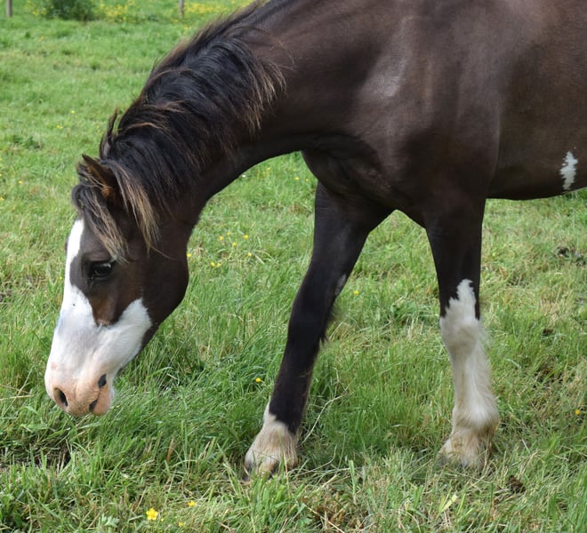 Welsh C (cob) Sto 8 år 136 cm Fux in la chapelle bâton