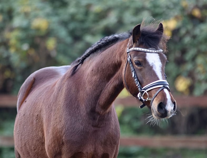 Welsh-C, Stute in Blekendorf