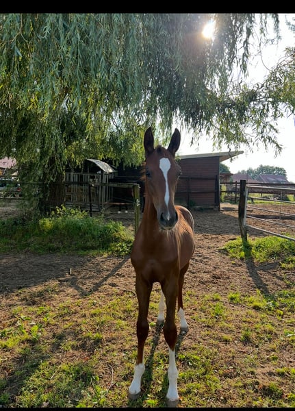 Westfale, Hengst in Borken