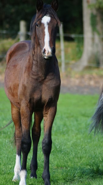 Westfale, Hengst in Merzen