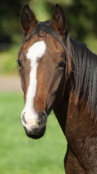 Westfale, Hengst in Merzen